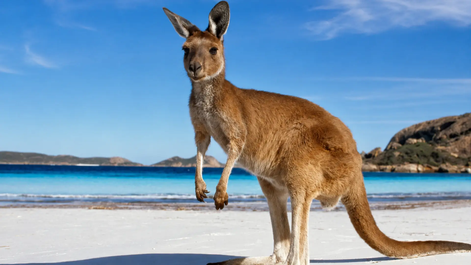 Kangaroo standing on a white sandy beach beside turquoise water in Australia.