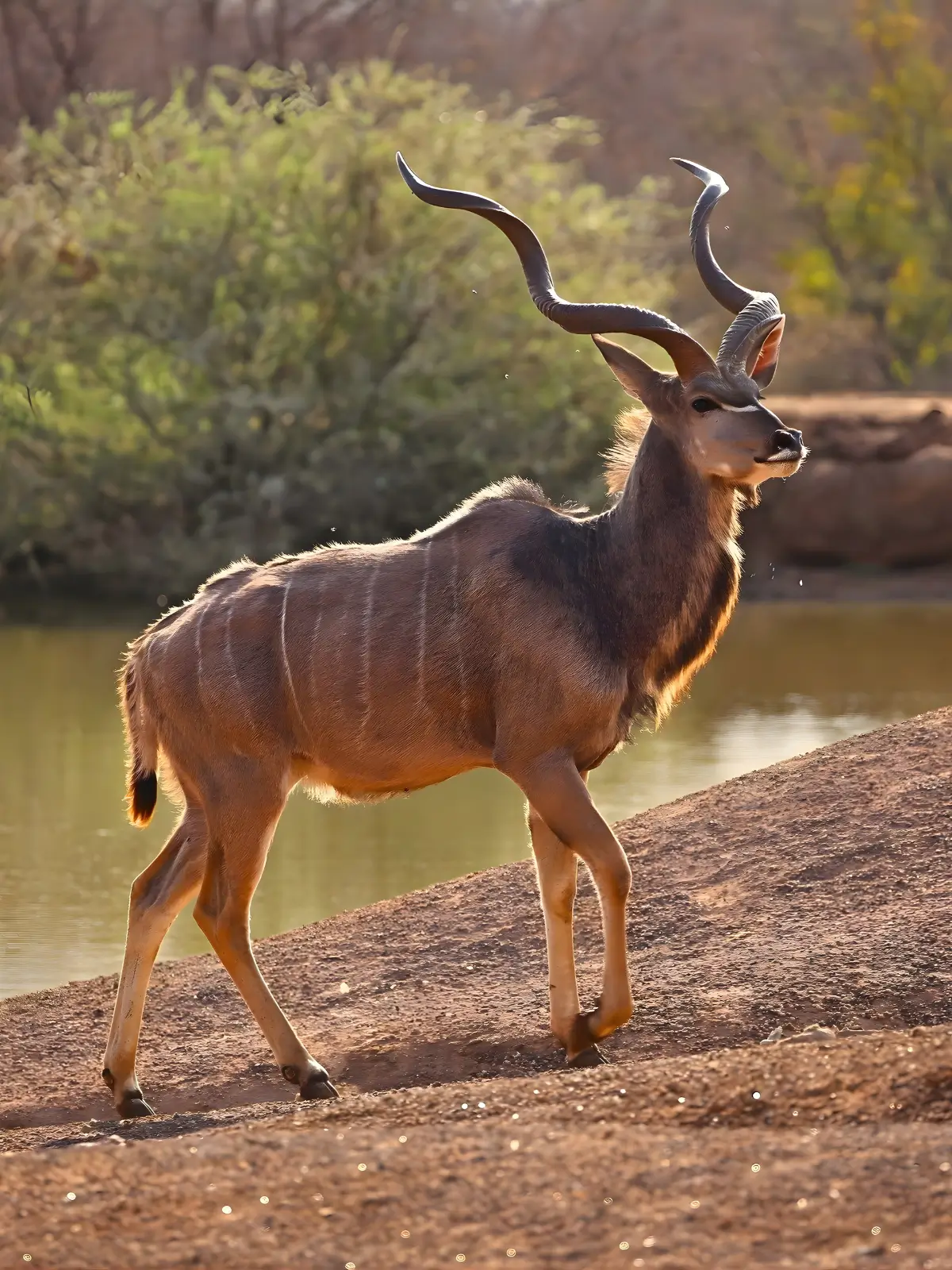 Kudu standing near the water with tall spiral horns in warm afternoon light.