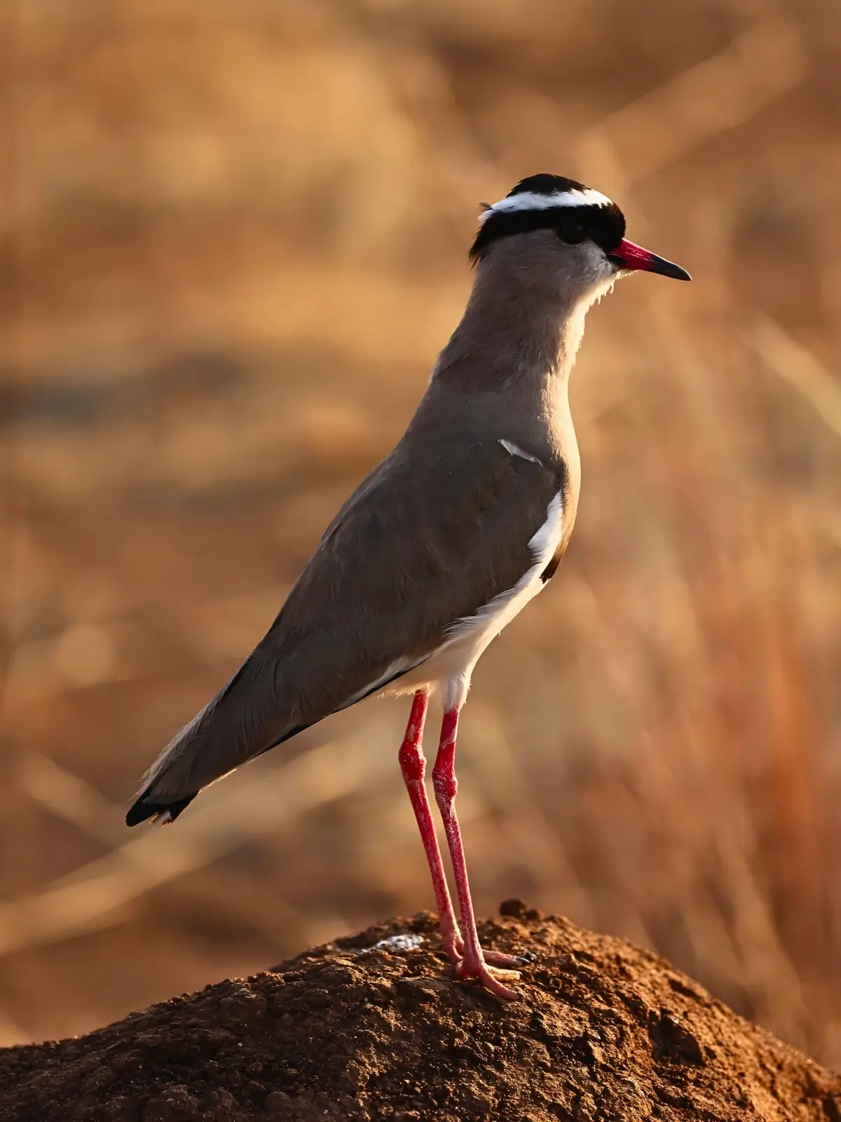 Lapwing perched on an earthy mound with warm, golden background.