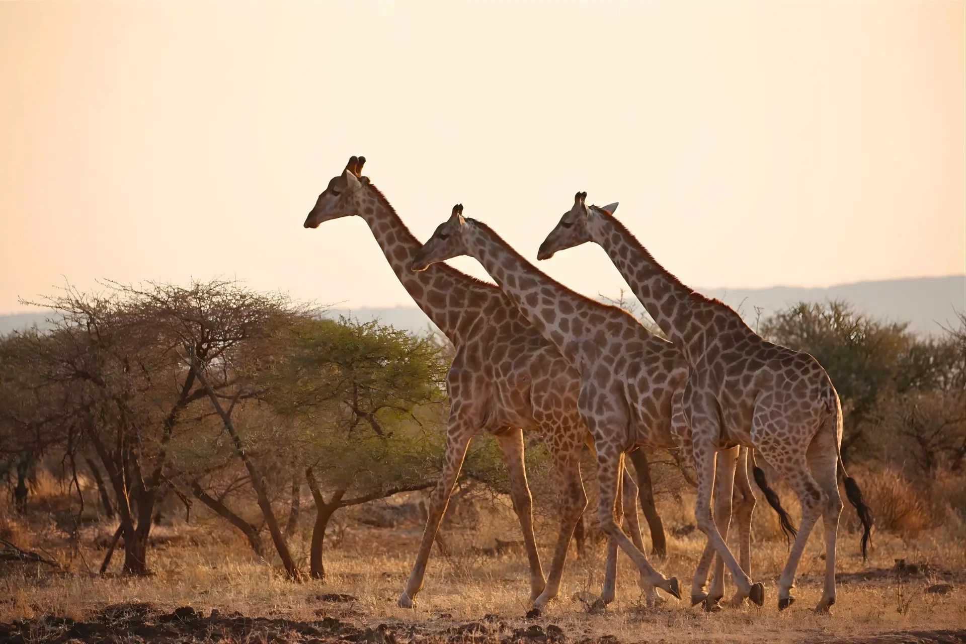 Three giraffes walking across the savannah during golden hour in South Africa.