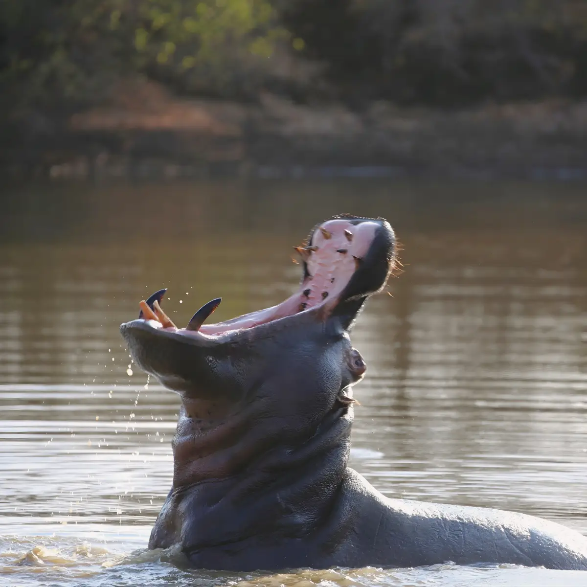 Hippopotamus with its mouth open wide in a river, showing large teeth and tusks.