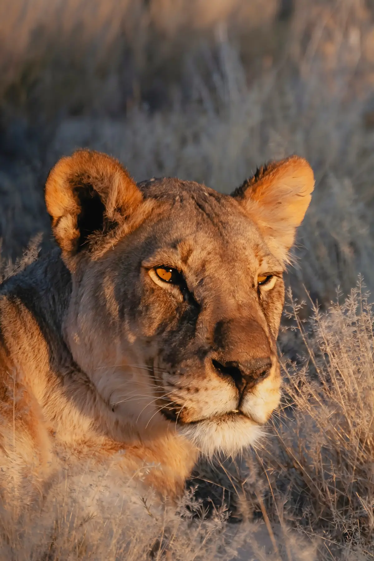 Close-up portrait of a lioness during golden hour on safari in South Africa.