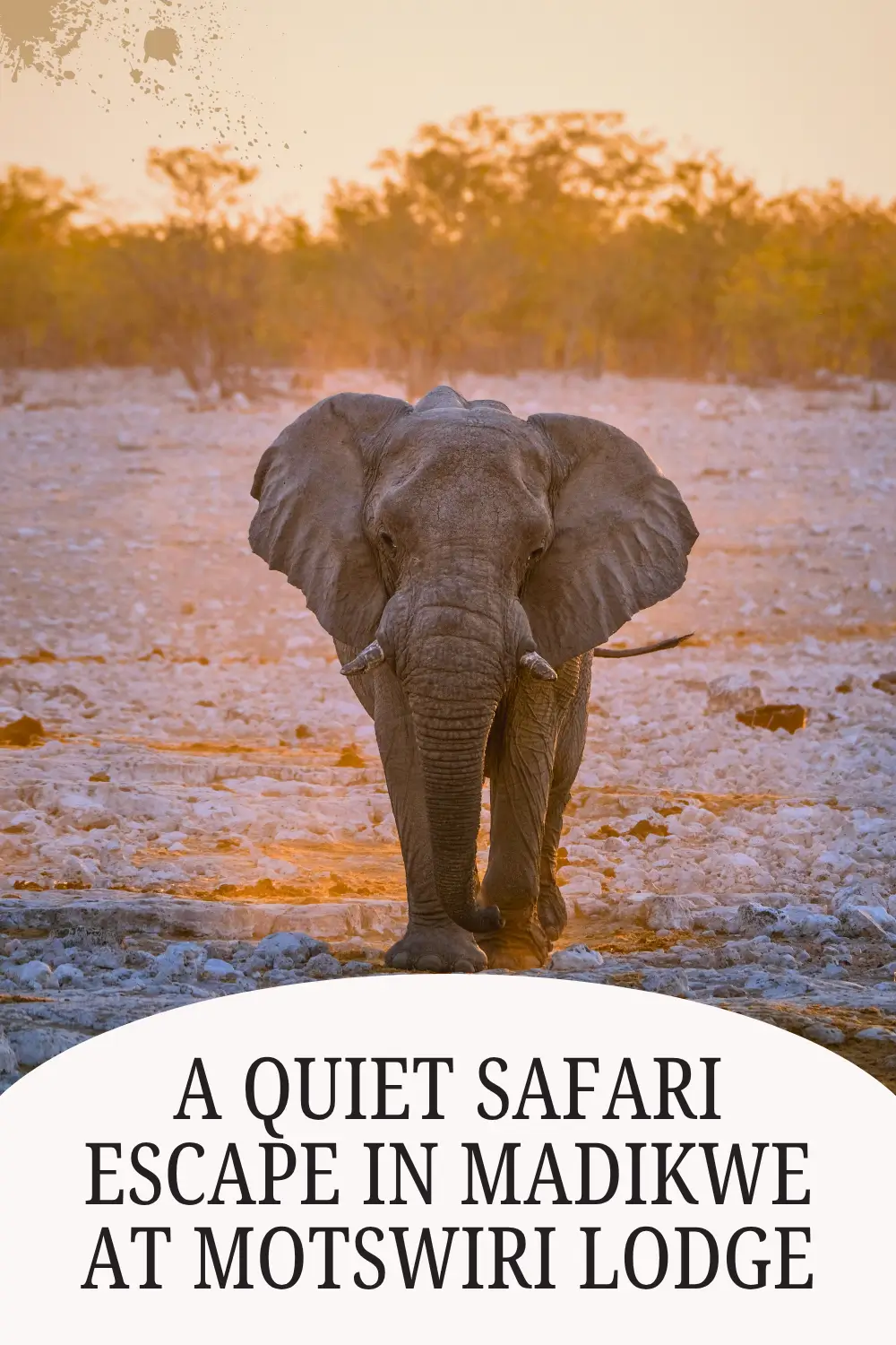 Elephant sighting in Madikwe Game Reserve near Motswiri Lodge.