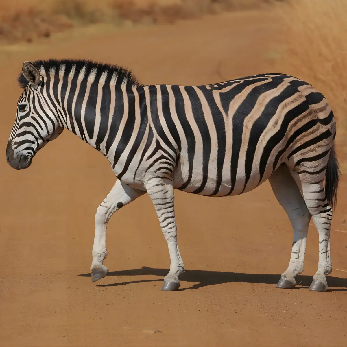 Zebra walking across a sandy road in a dry savannah landscape.