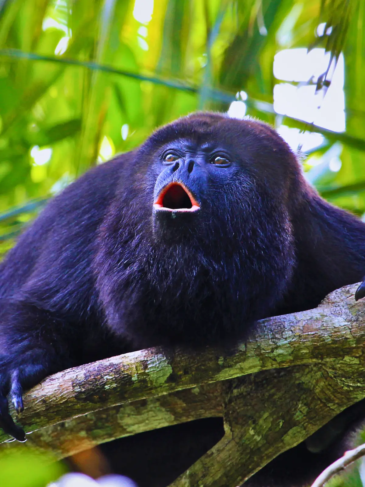 Black howler monkey resting on a tree branch in the Belize rainforest.