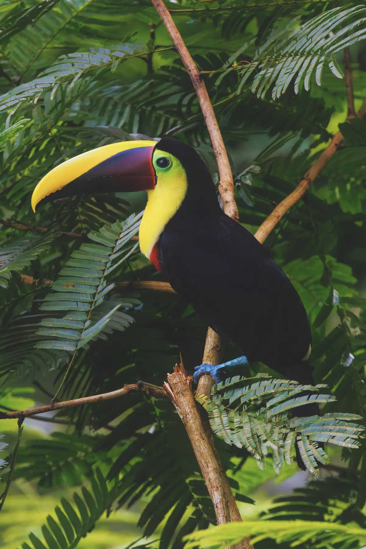 Toucan perched among tropical foliage in Central America.