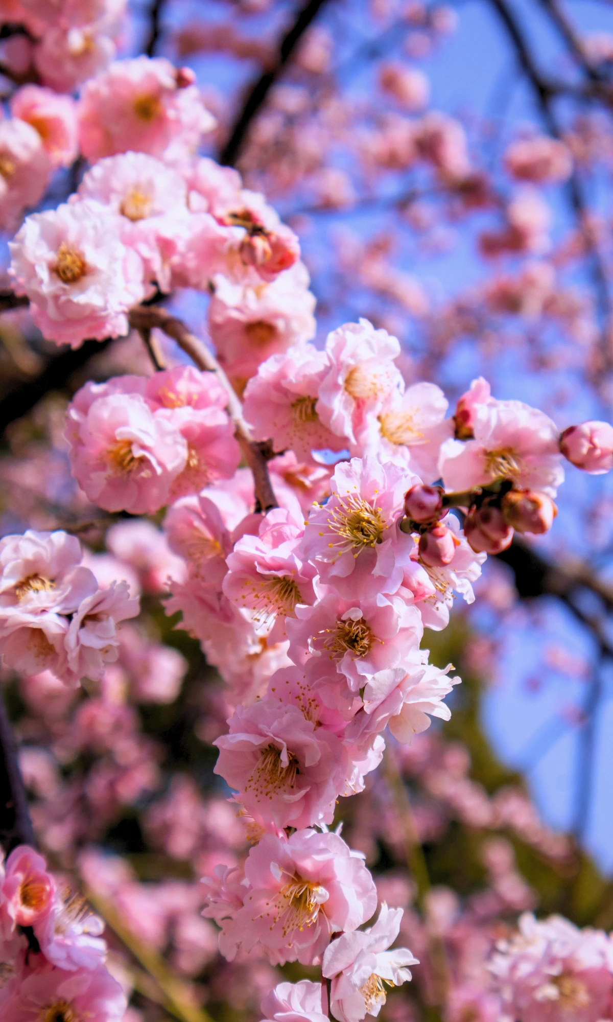 Cherry blossoms blooming on a tree in Japan during spring.
