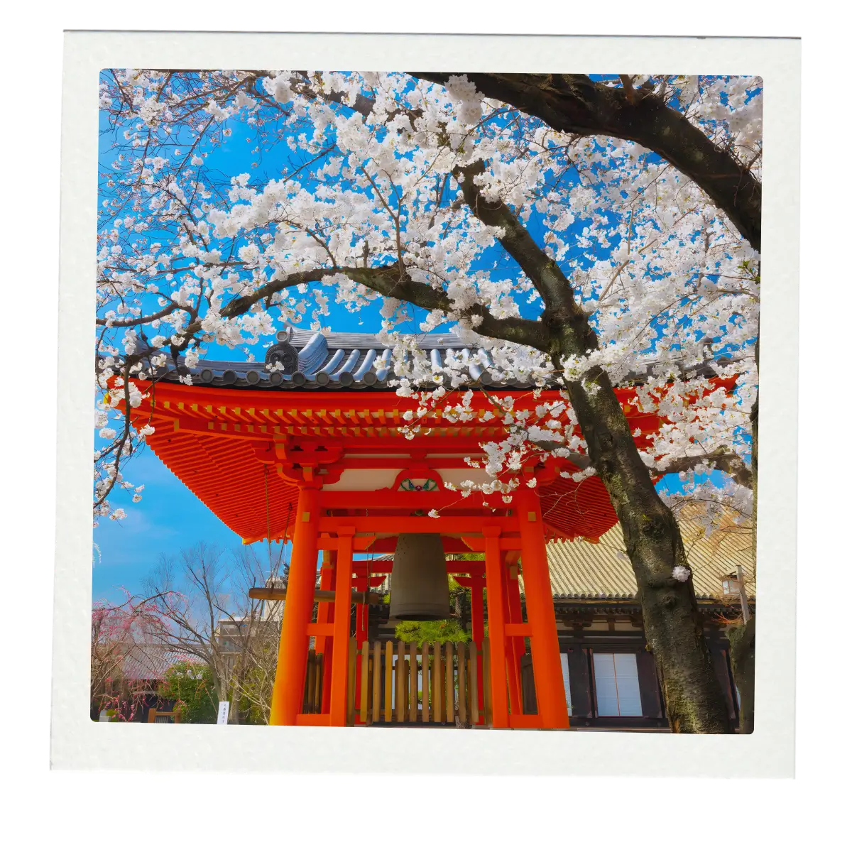 Cherry blossoms at a shrine in Kyoto.