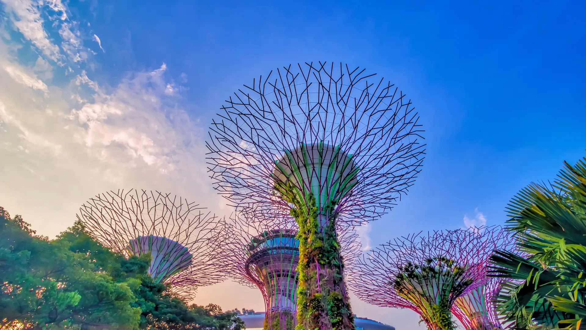 Supertree Grove at Gardens by the Bay in Singapore at dusk.