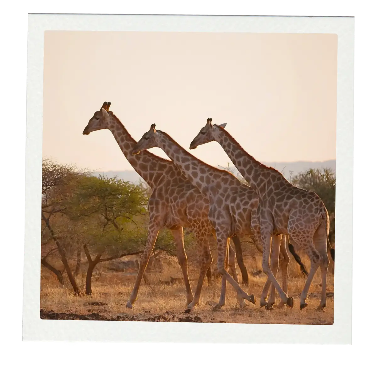 Giraffes on safari in Africa.