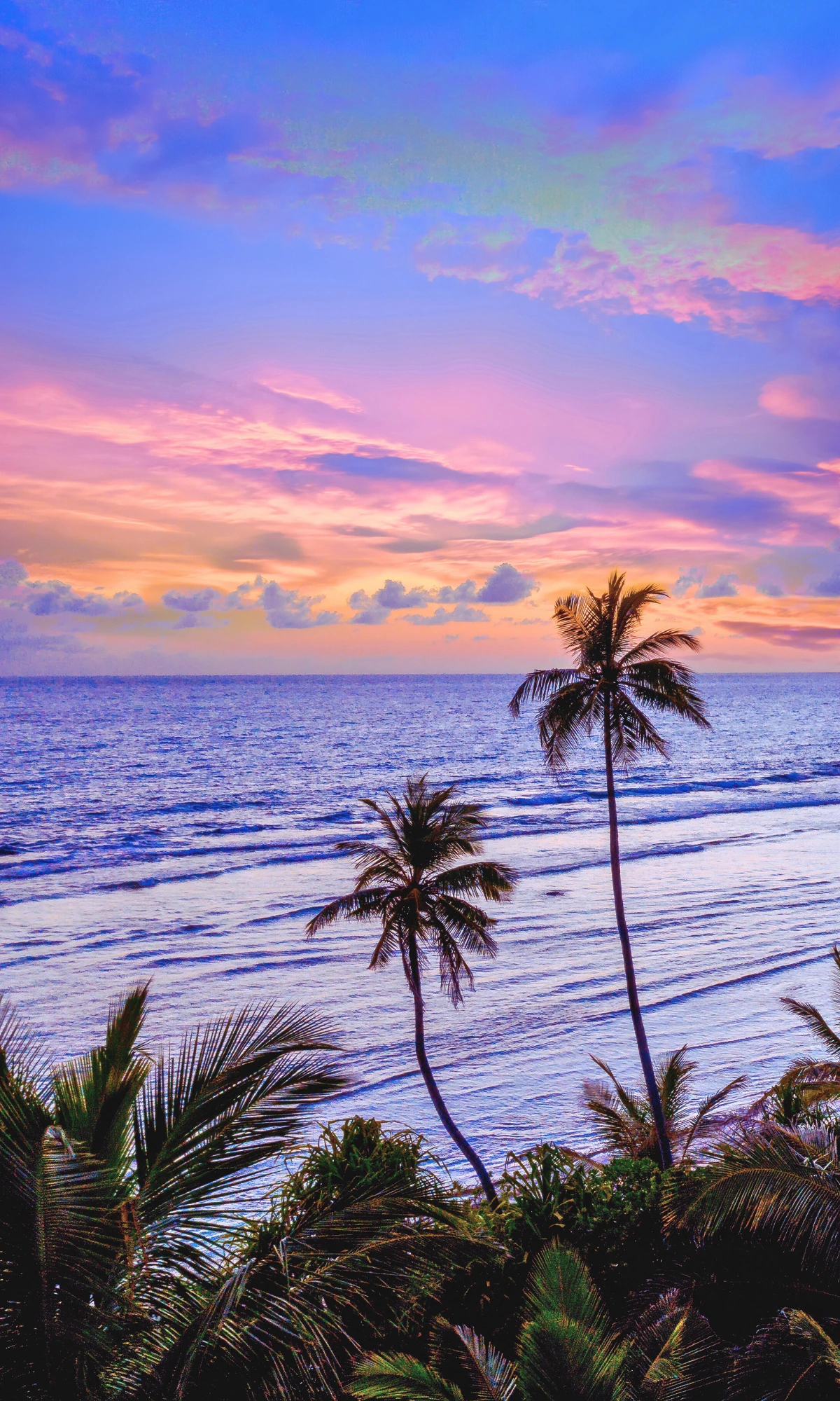 Palm trees overlooking the sea at sunset in Goa, India.