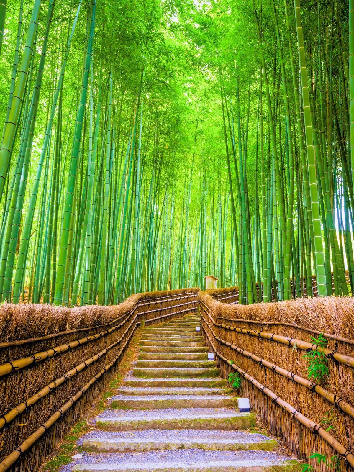 Stone steps leading through the Arashiyama bamboo grove in Kyoto, Japan.