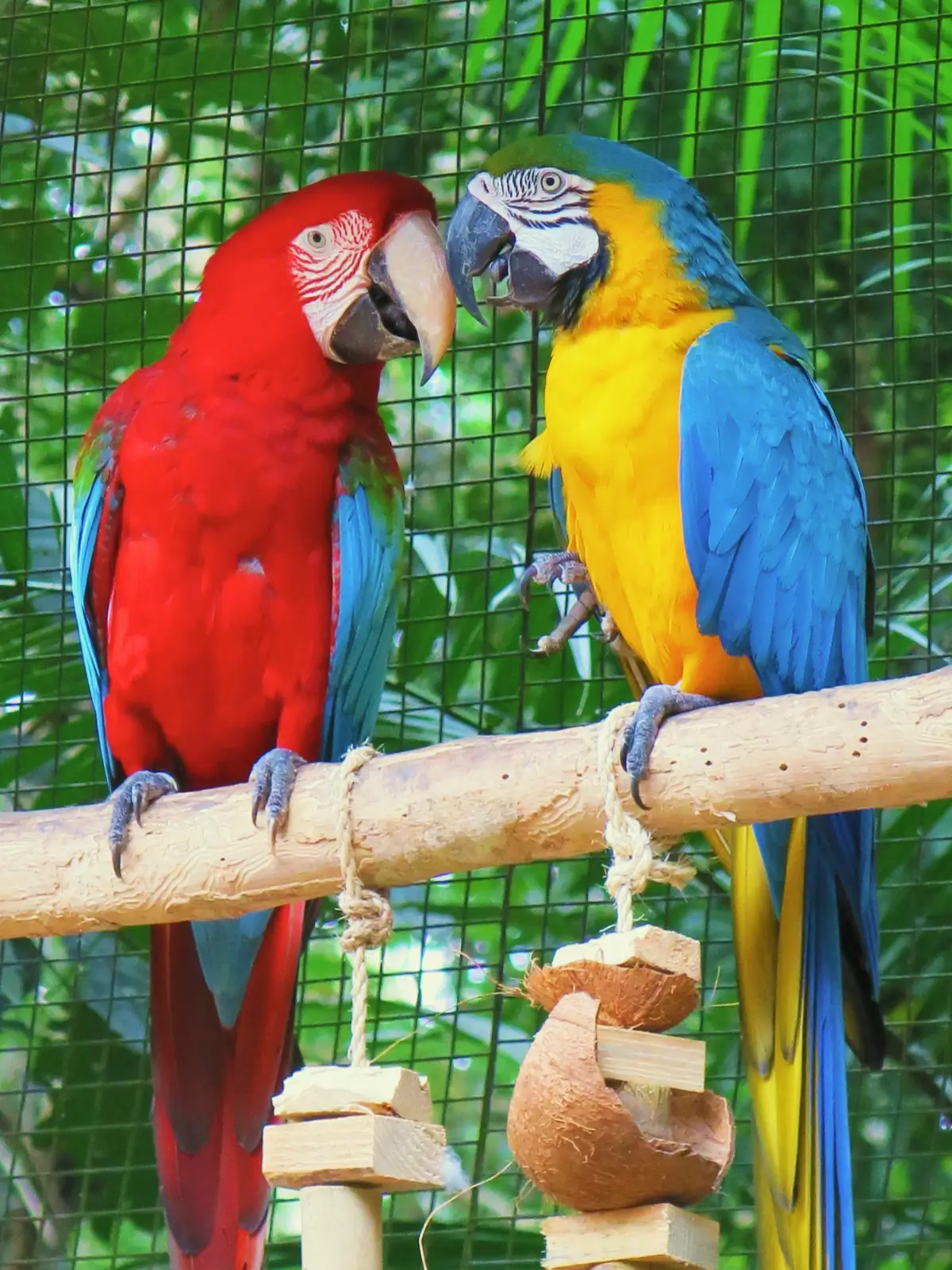 Colorful macaws perched on a branch in Brazil.