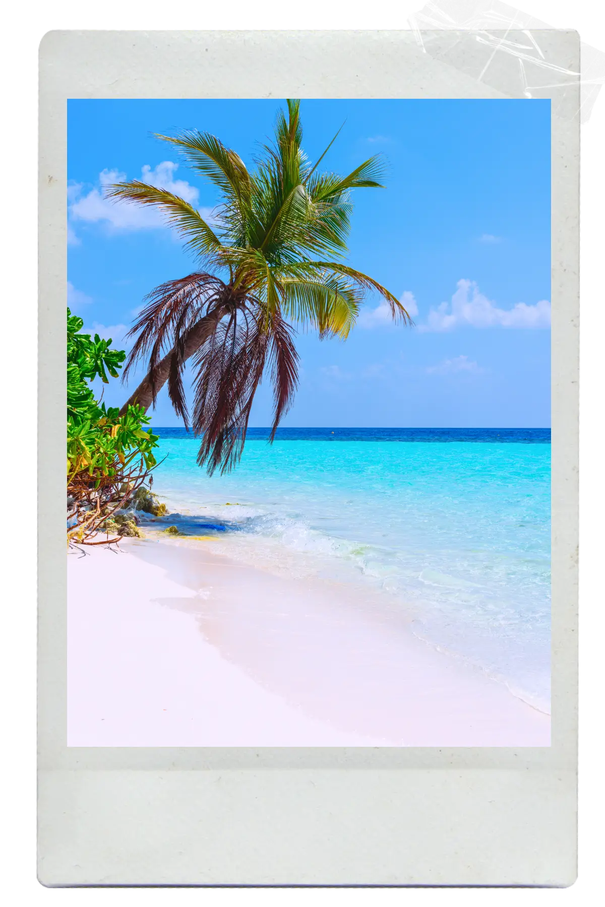 Palm tree leaning over a white sand beach with calm turquoise water in the Maldives.