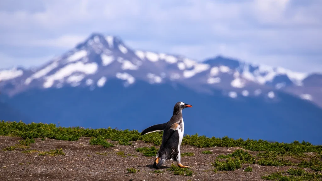 Penguin in Ushuaia, Argentina, with snow-capped mountains behind.