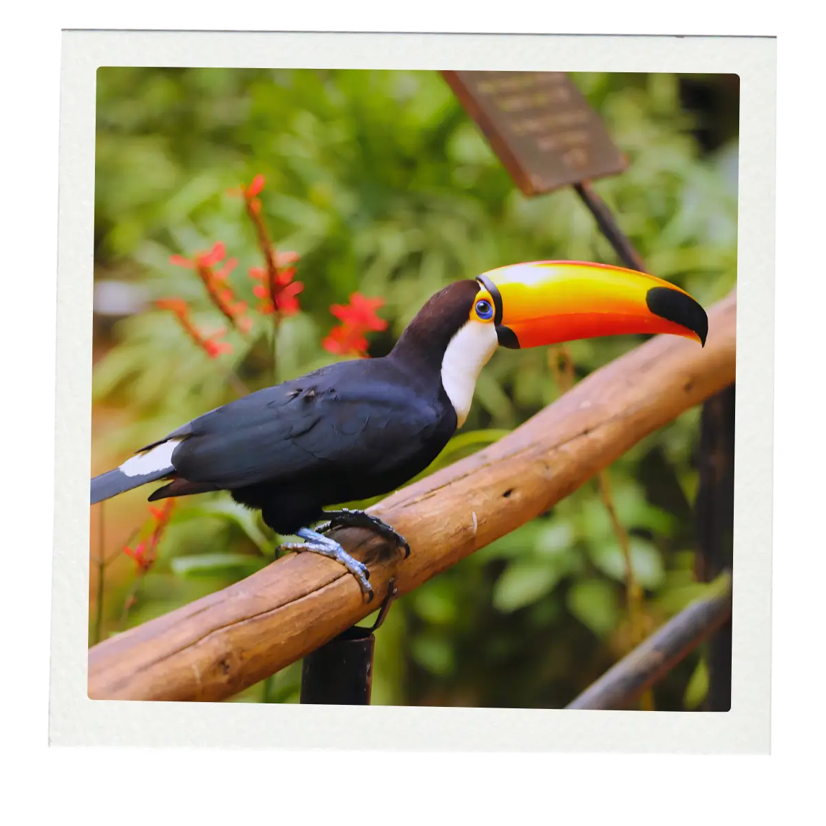 Toucan in South America.