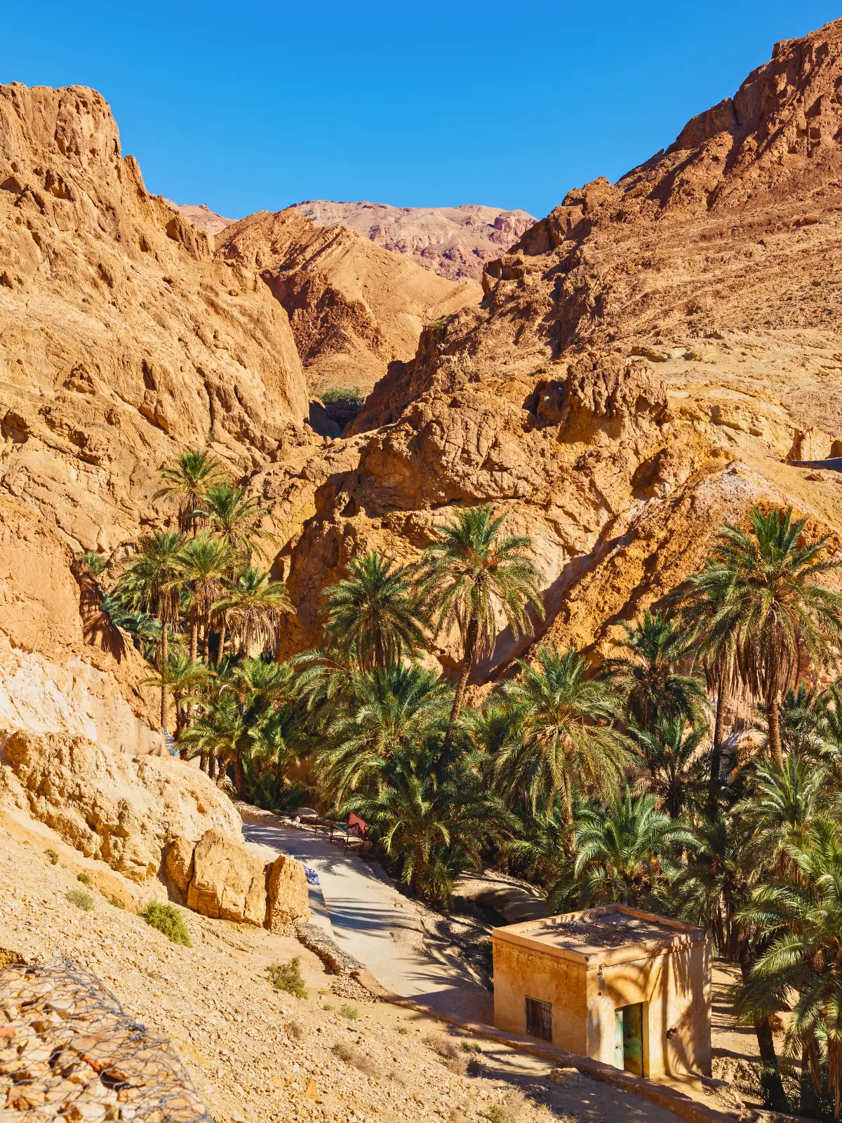 Palm trees in a desert oasis surrounded by rocky cliffs.