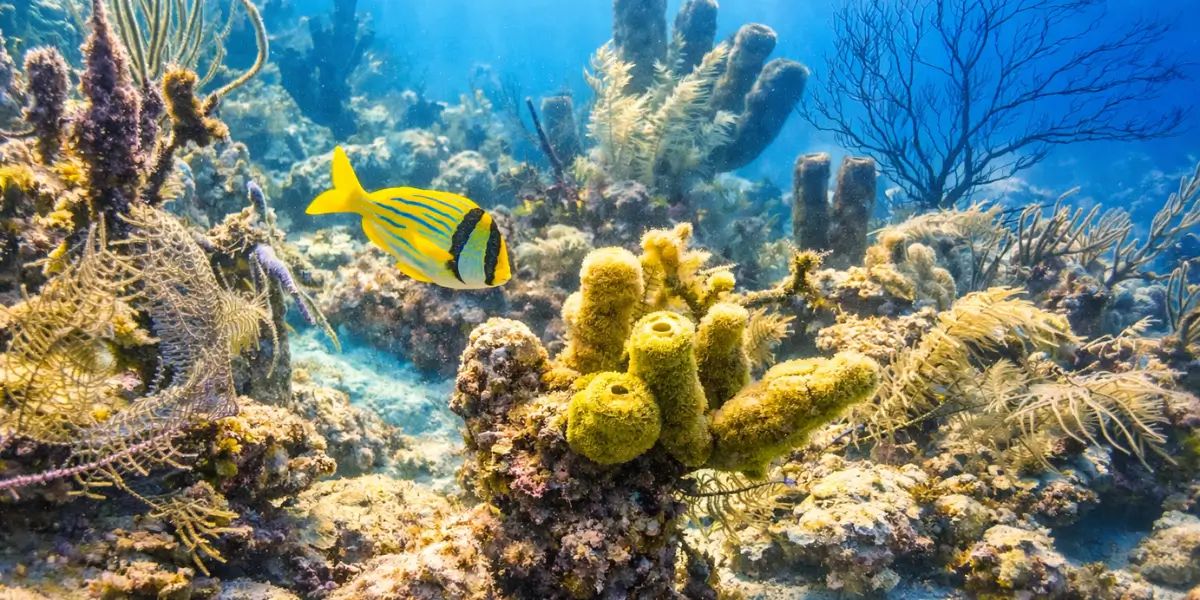 Tropical fish swimming above coral formations on the Belize Barrier Reef.