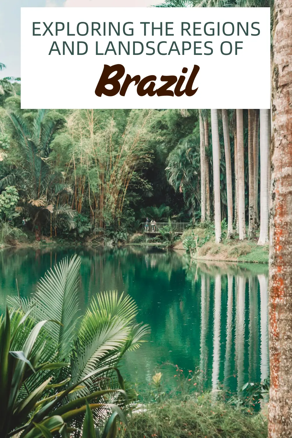 Rainforest landscape in Brazil with emerald lake and tall palm trees.