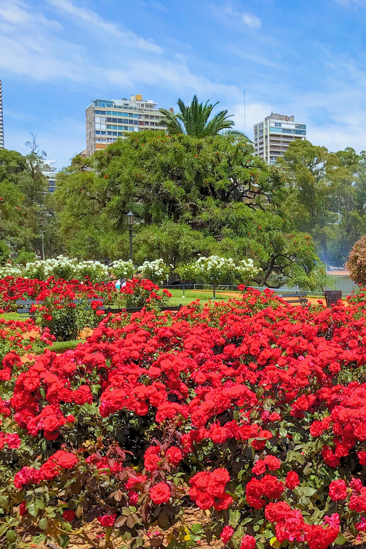 Rose garden in Buenos Aires, Argentina with vibrant red flowers.