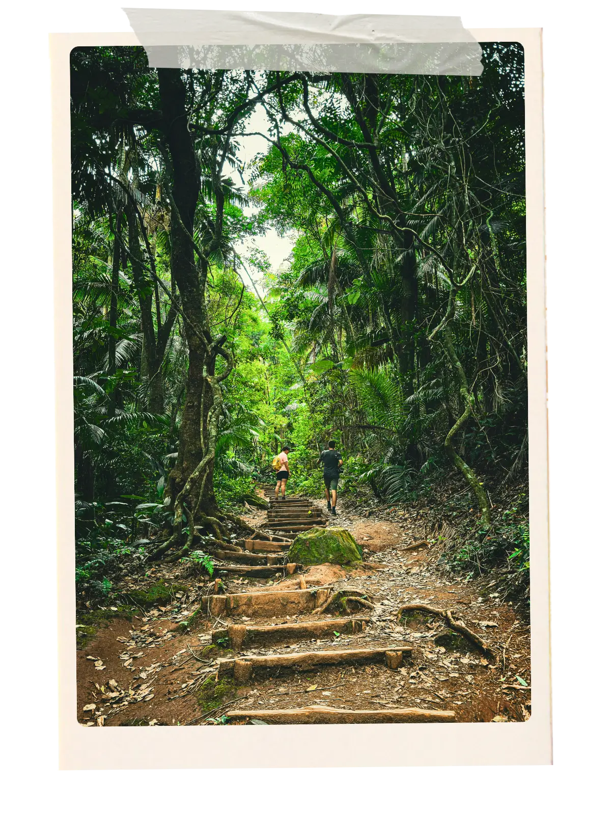Hikers walking up wooden steps along a rainforest trail in Iguazu National Park, Brazil.