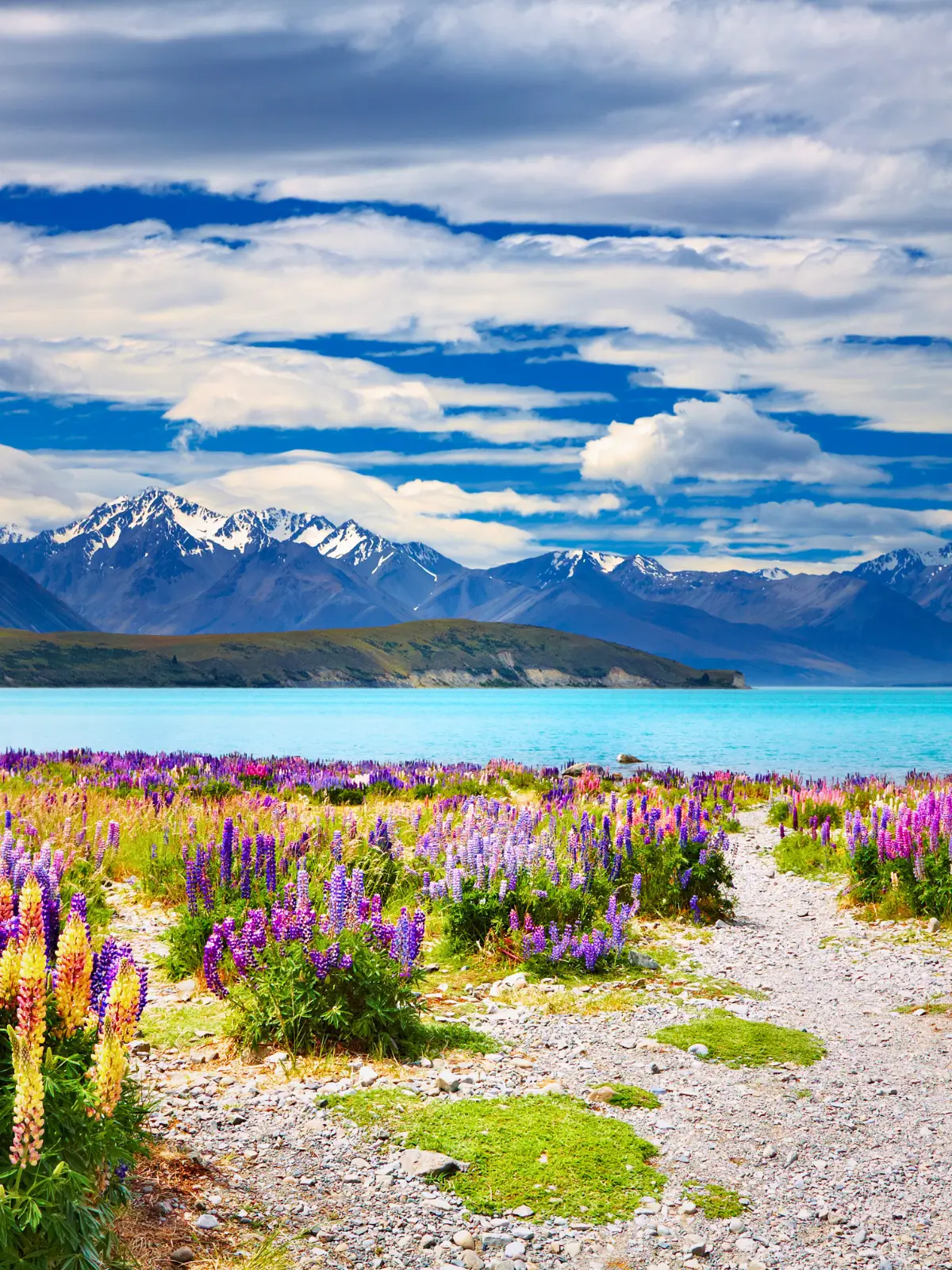 Colourful lupins along the shore of Lake Tekapo with the Southern Alps.