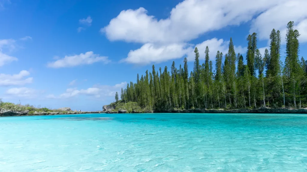 Turquoise lagoon with tall Cook pines along the coast in New Caledonia.