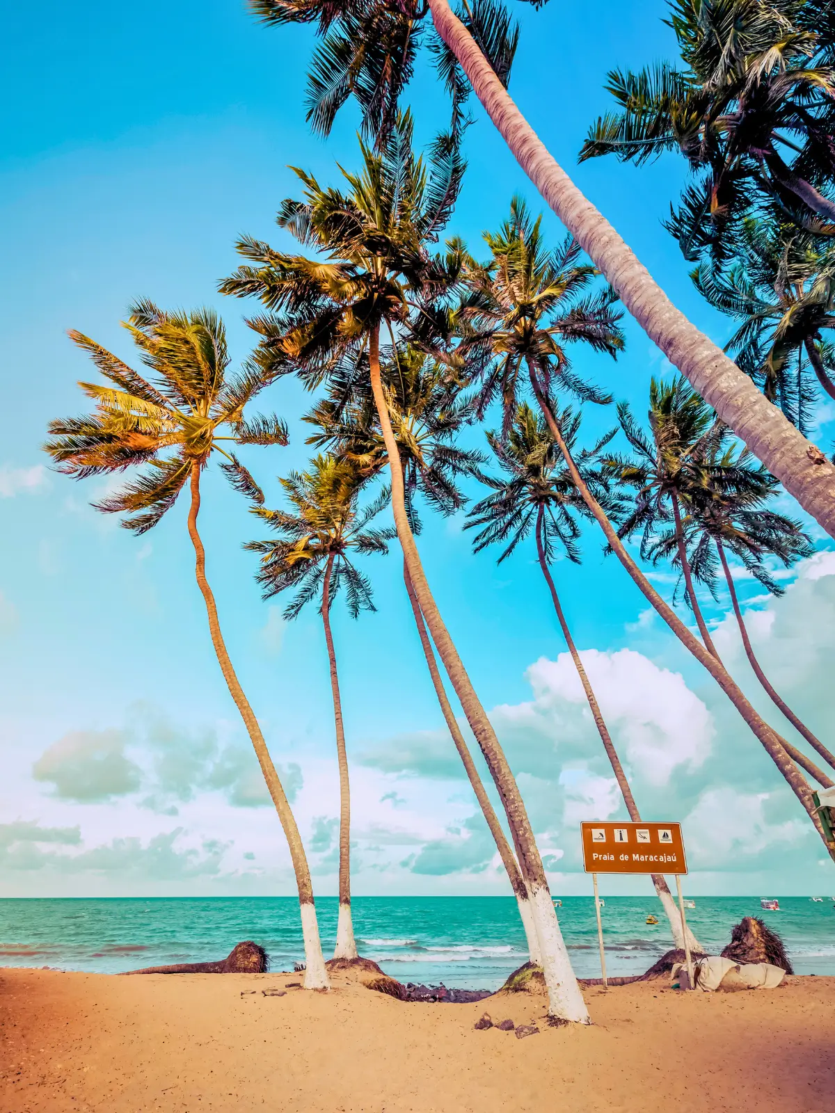 Palm trees leaning over the sand at Praia de Maracajaú in Brazil with turquoise sea and blue sky.