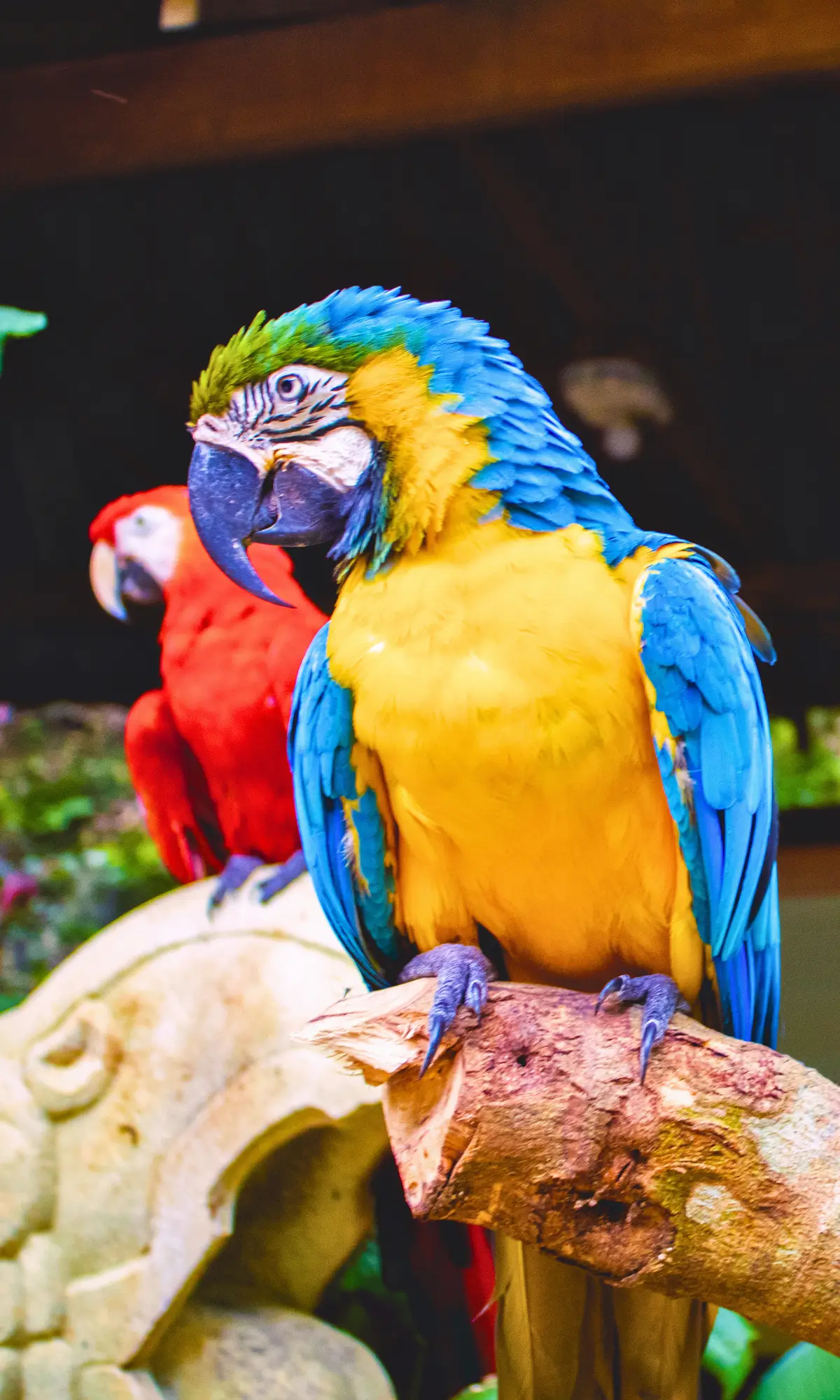 Two scarlet macaws perched on a branch.