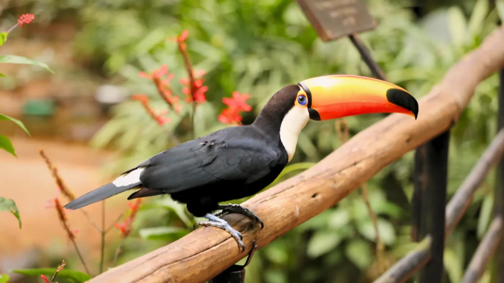 Toco toucan perched on a wooden railing near Iguazu Falls, Brazil, surrounded by tropical foliage.