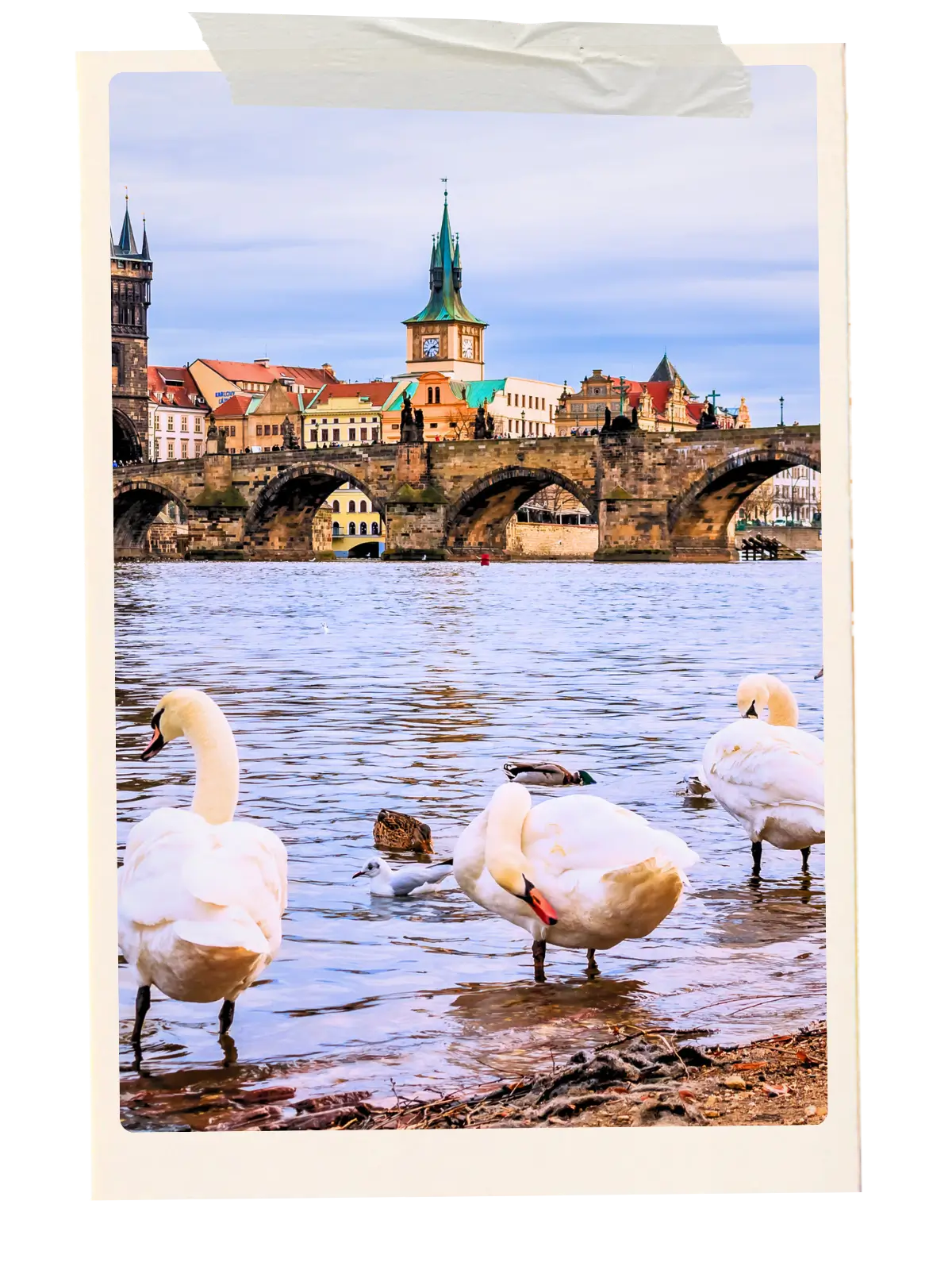 Prague skyline and Charles Bridge viewed from the Vltava River with swans.