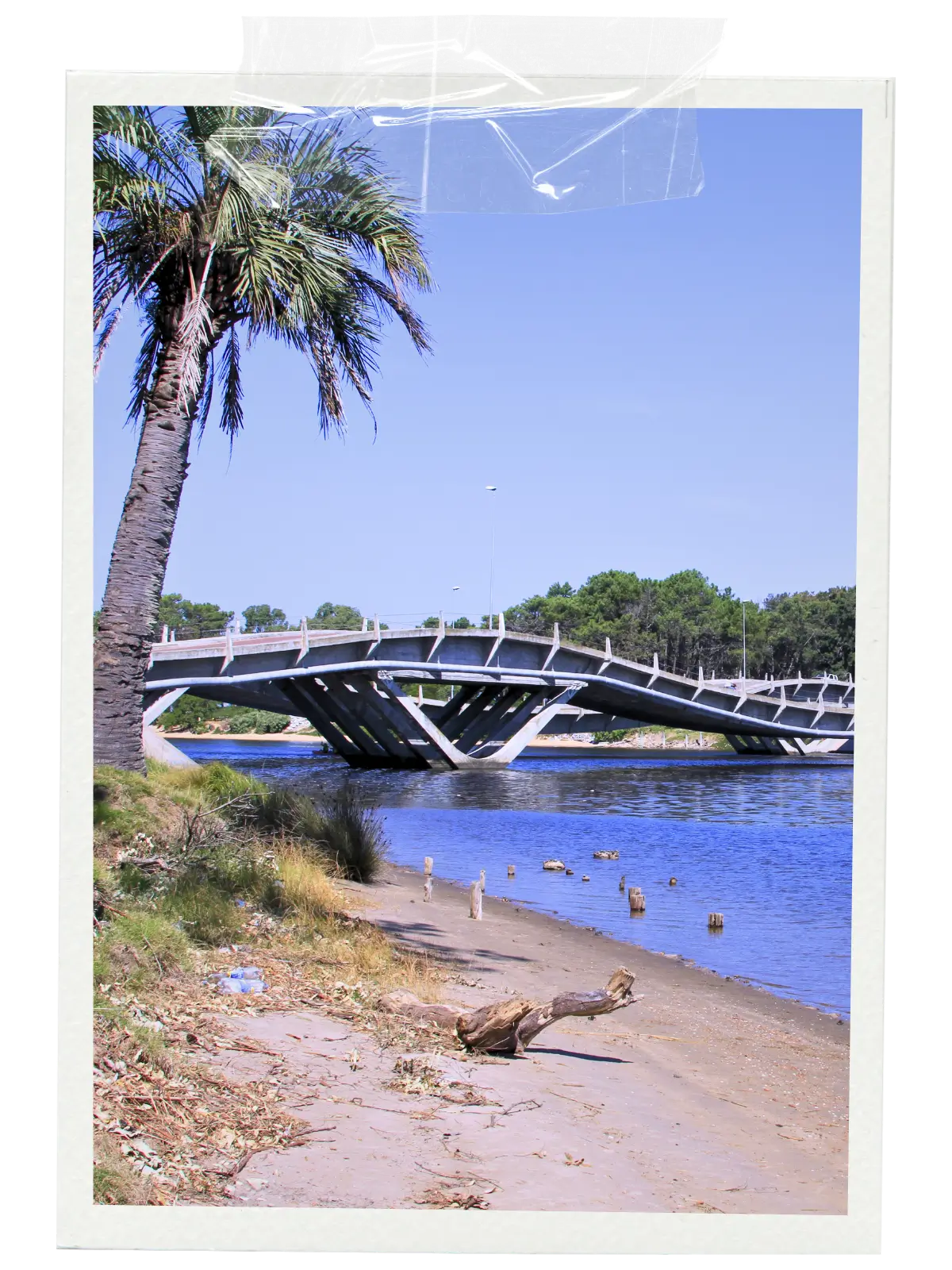 Modern curved bridge over a river with sandy shore and palm tree.