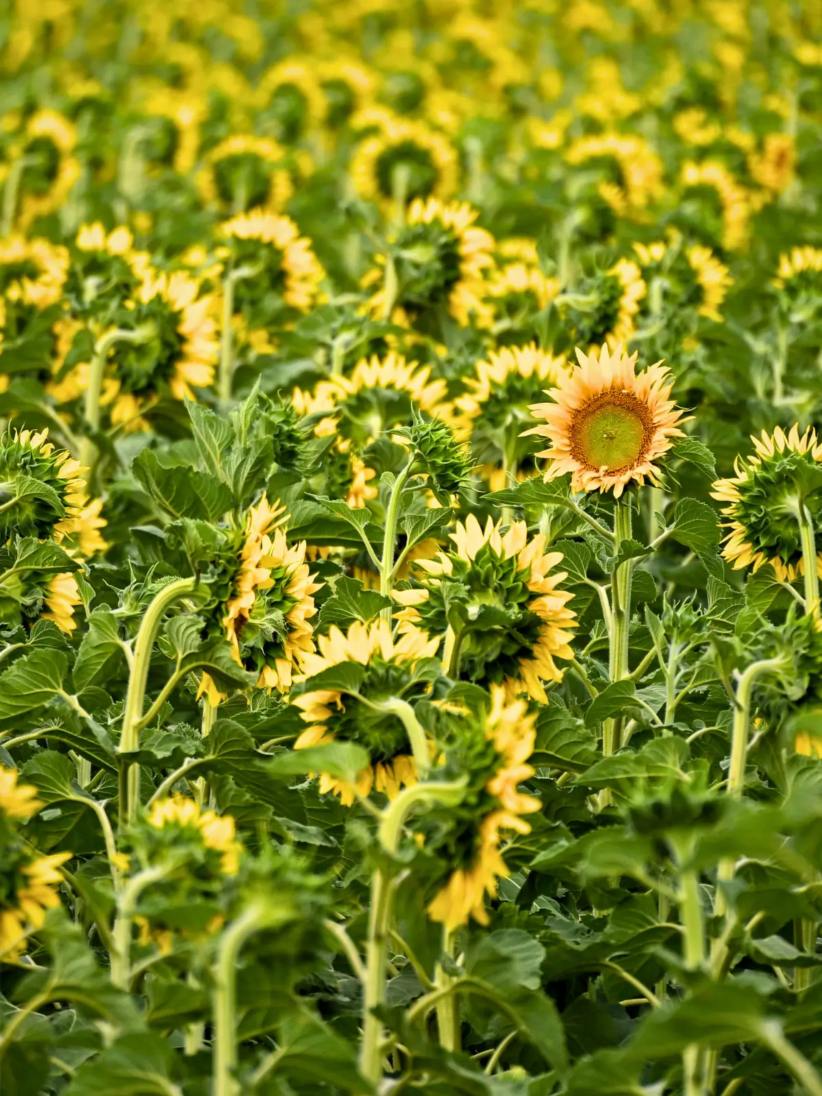Sunflower fields in the Hungarian countryside with rows of yellow blooms facing the same direction.