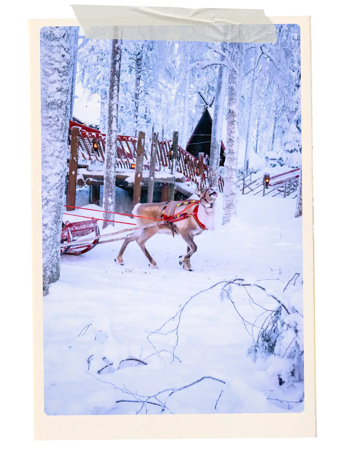 Reindeer pulling a sleigh through a snowy forest in Lapland, Finland.