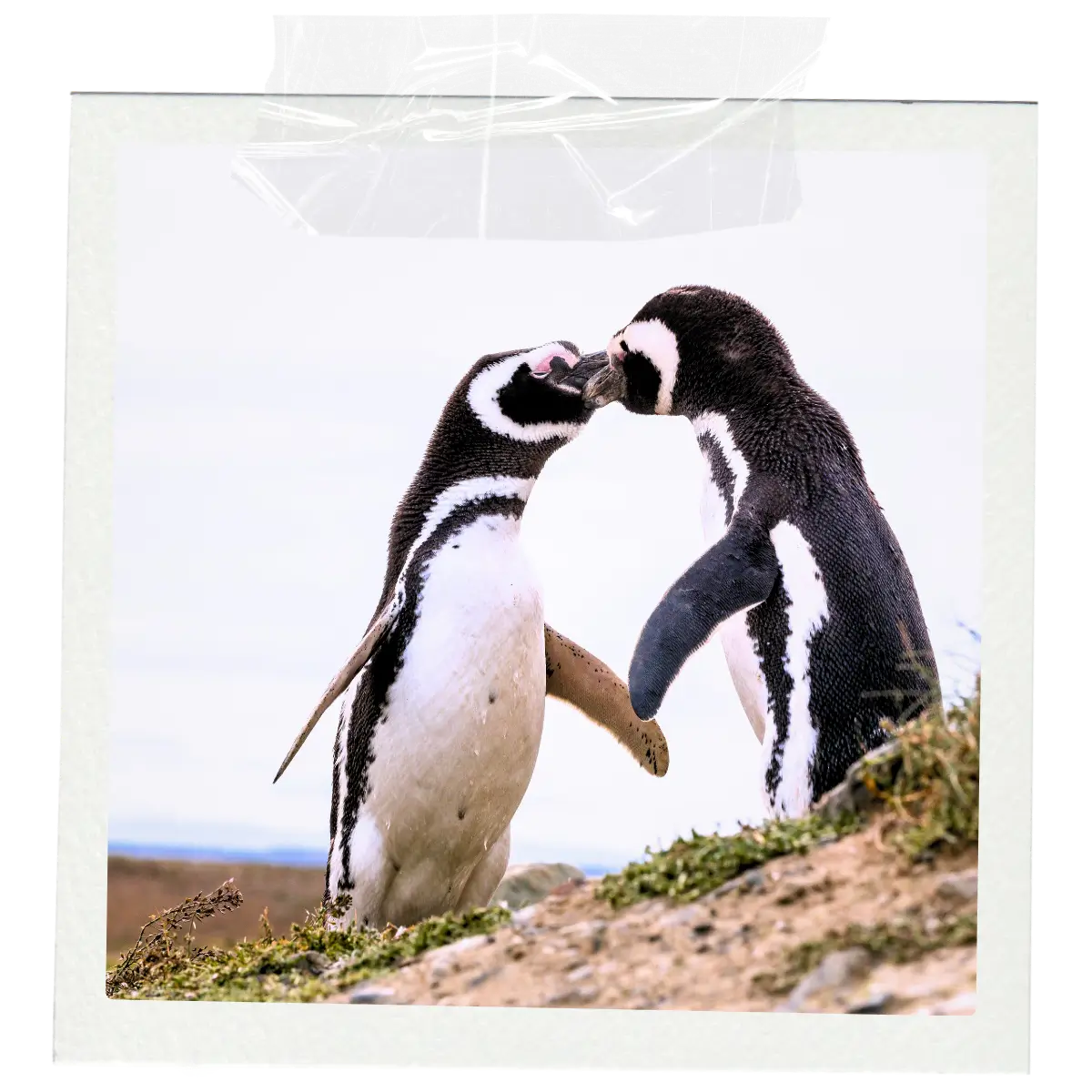 Magellanic penguins standing on rocky ground in Patagonia, Chile.