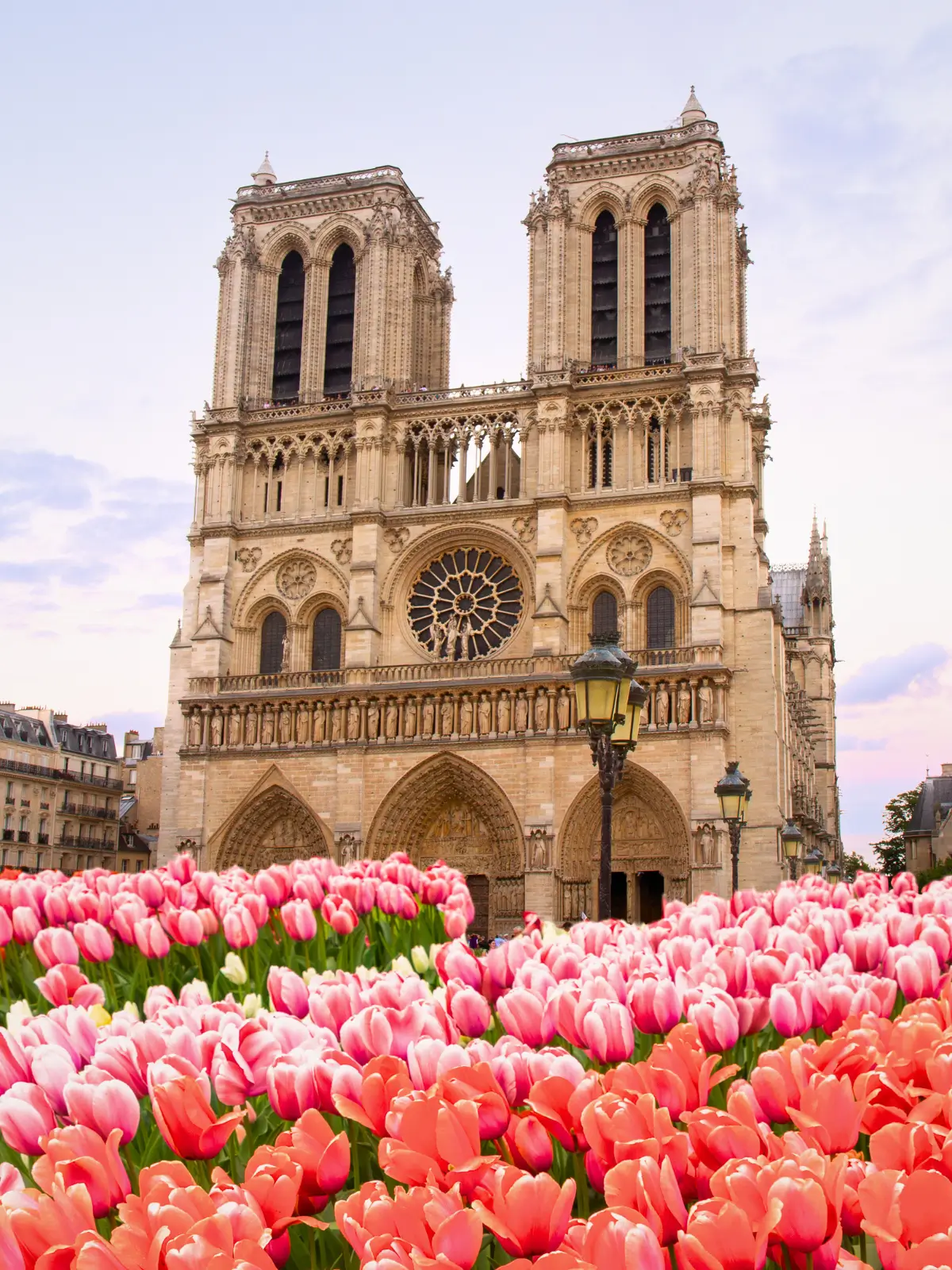 Notre-Dame Cathedral in Paris with pink tulips in the foreground.