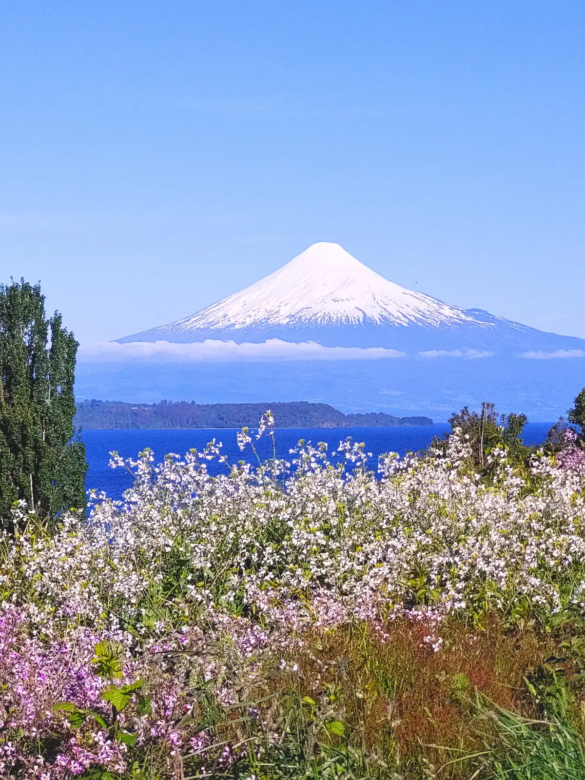 Osorno Volcano rising above Lake Llanquihue in Chile’s Lake District with wildflowers.