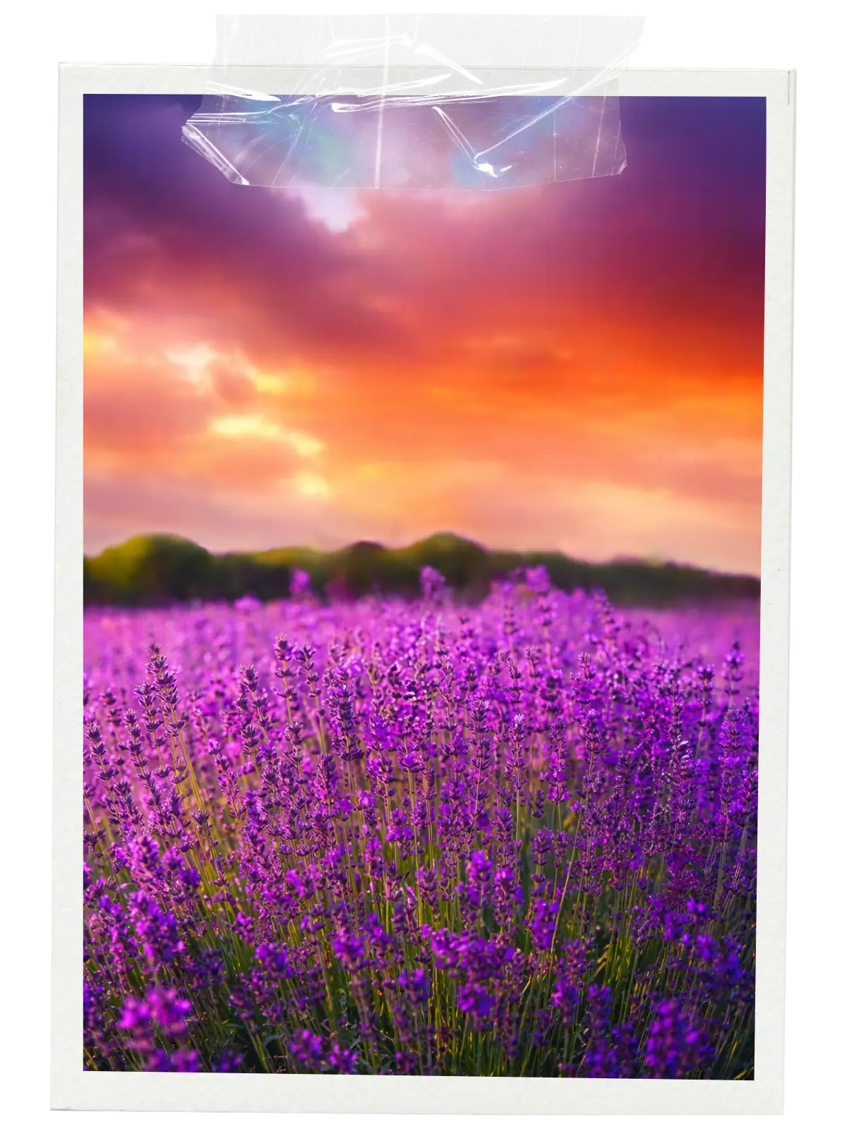 Lavender fields in Tihany near Lake Balaton with purple blooms.