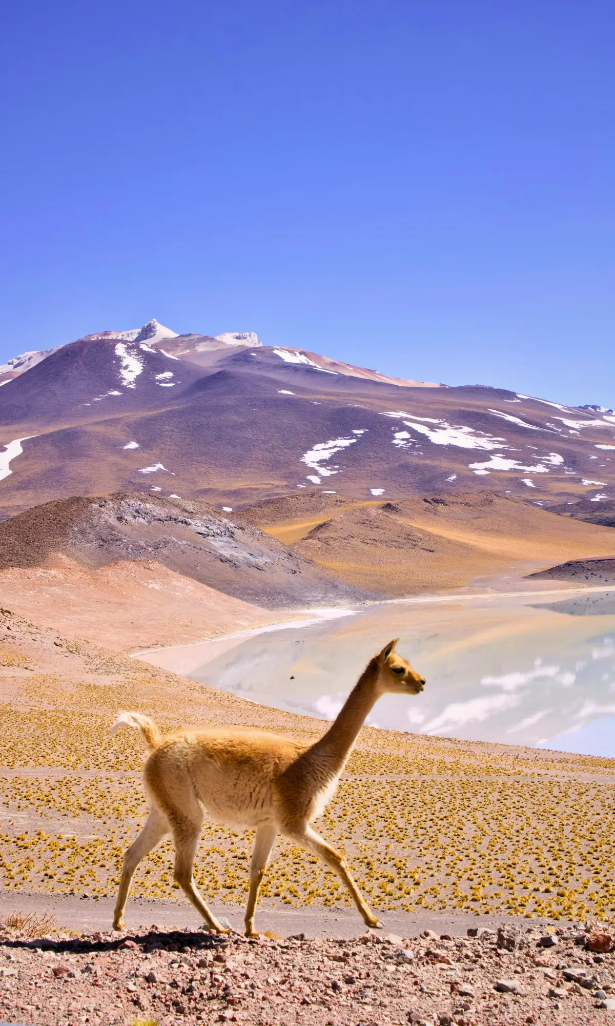 Vicuna walking across the high desert landscape of Chile’s Atacama Altiplano.