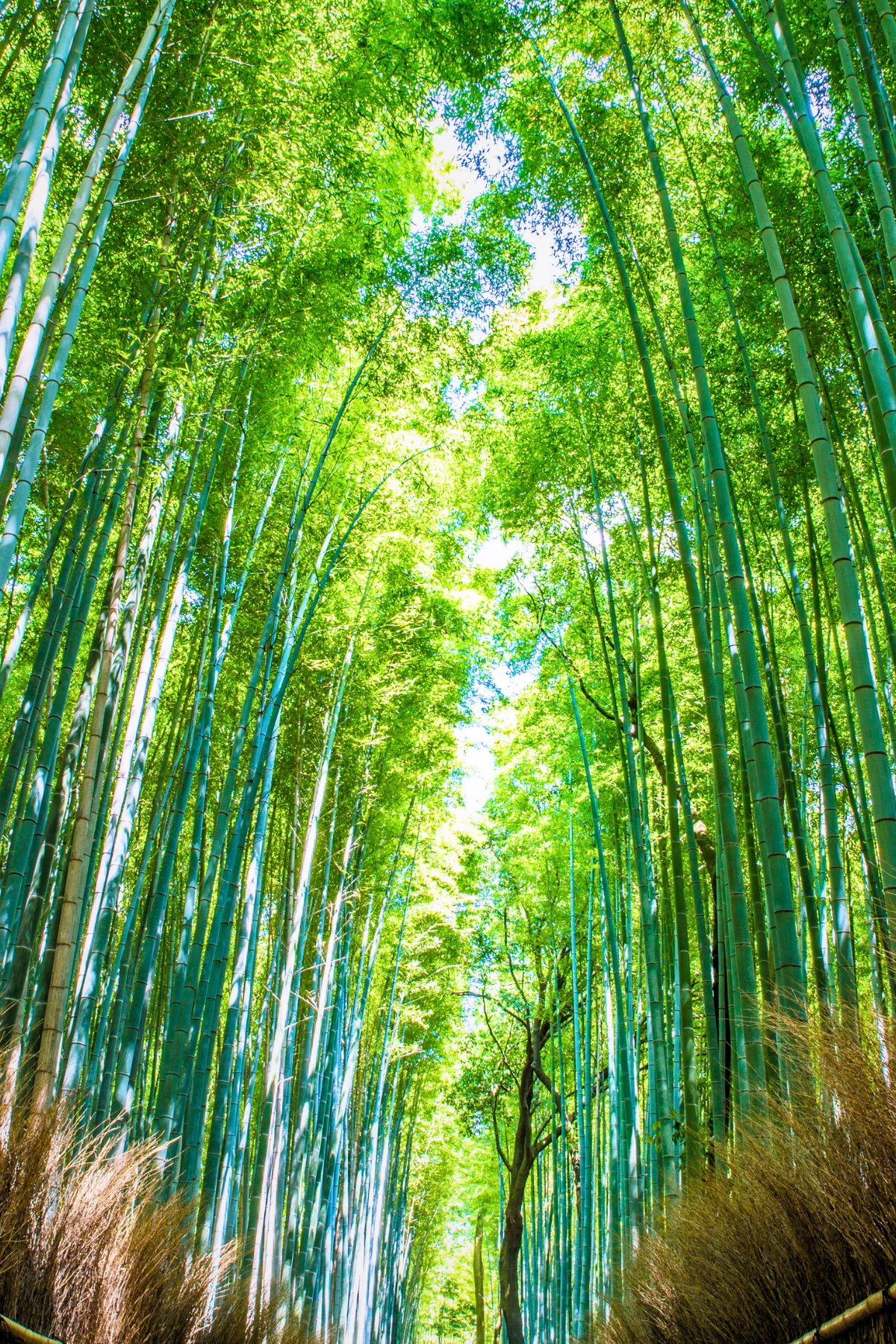 Tall bamboo trees forming a path in Arashiyama Bamboo Grove.
