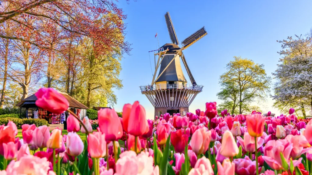 Colourful tulip field with a windmill in the Netherlands.