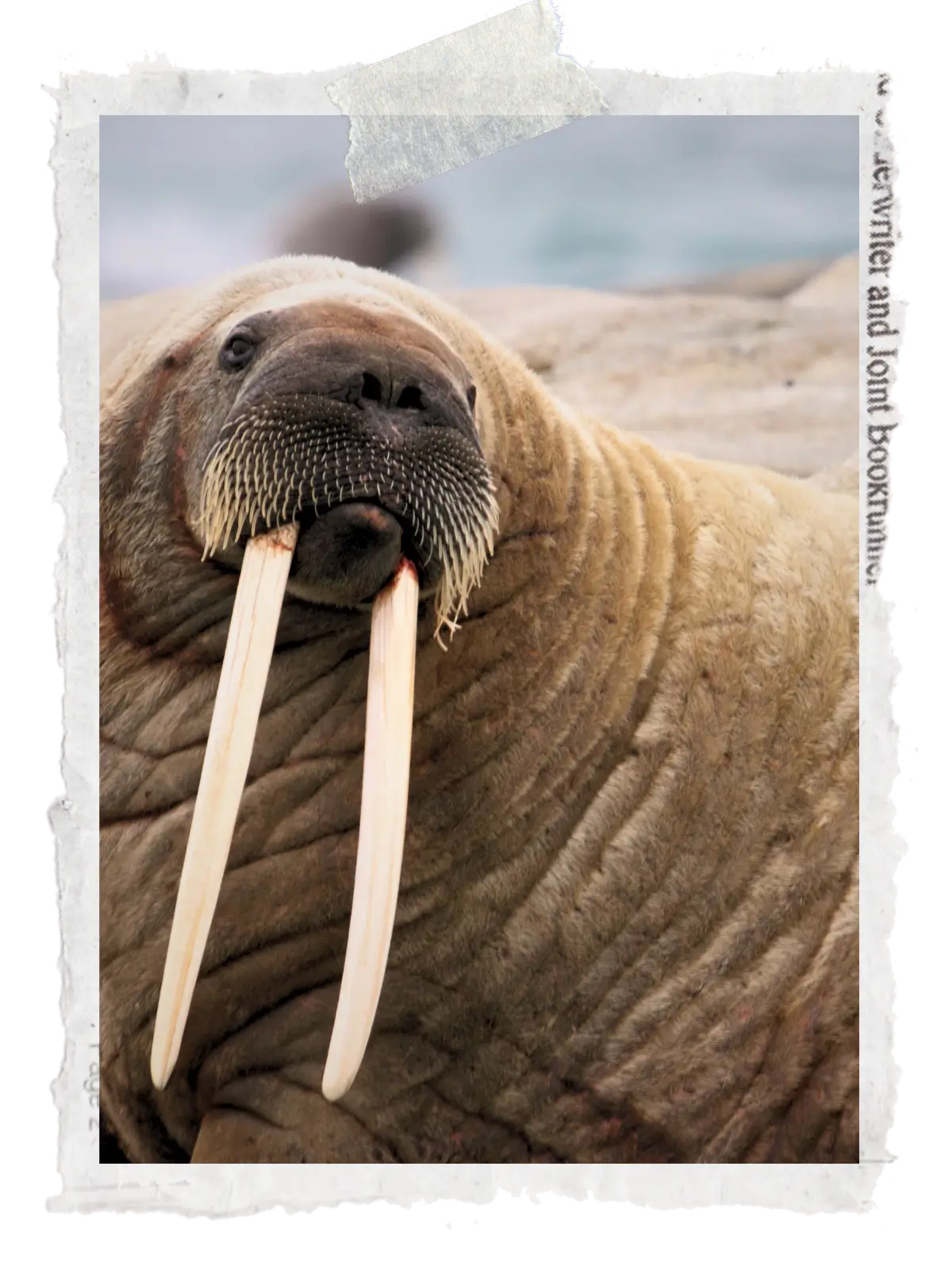 Close-up of a walrus with long tusks resting on a rocky Arctic shore in Norway.