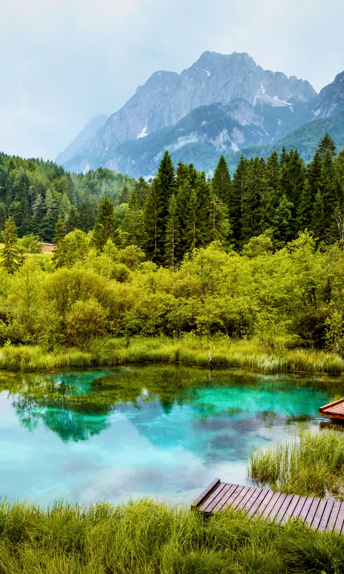 Turquoise spring at Zelenci Nature Reserve surrounded by forest and mountains.