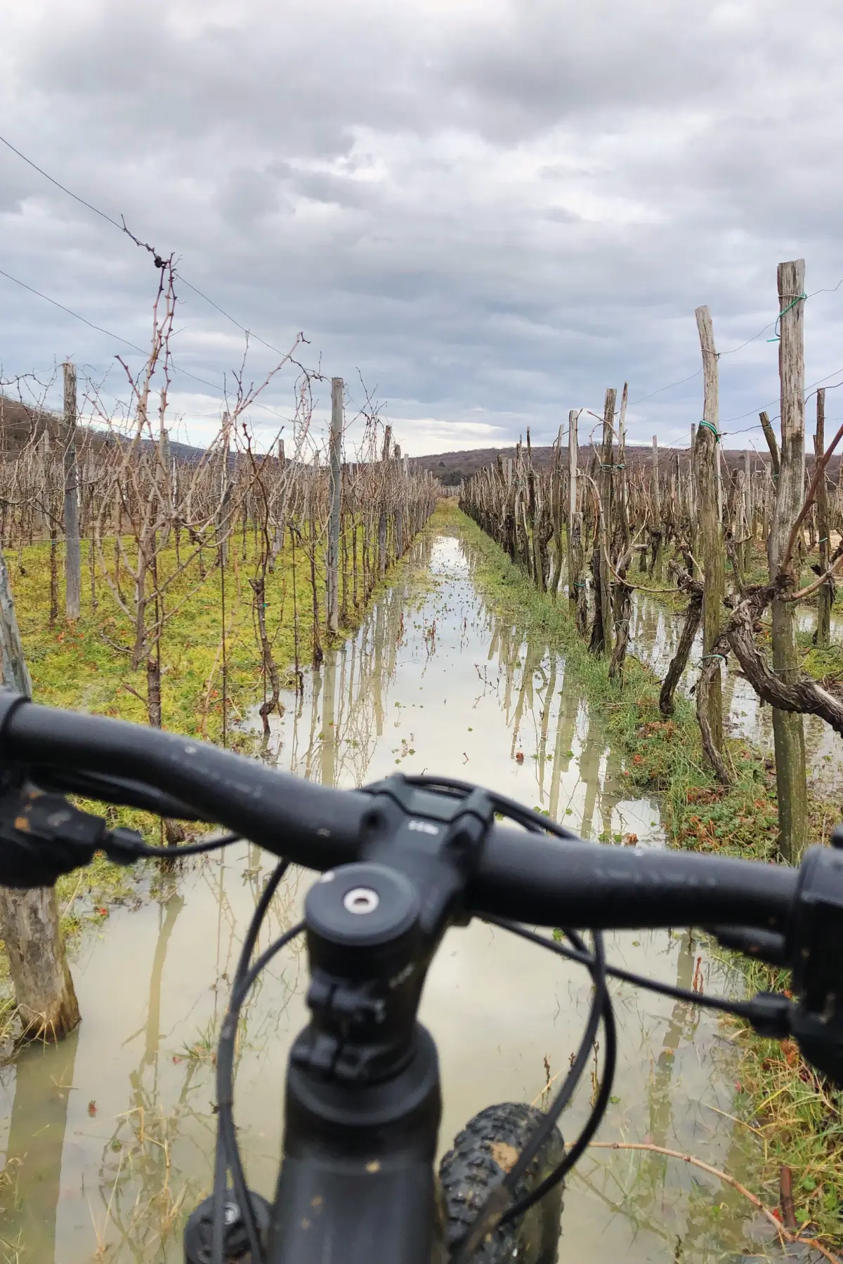 View over bicycle handlebars between rows of vines.