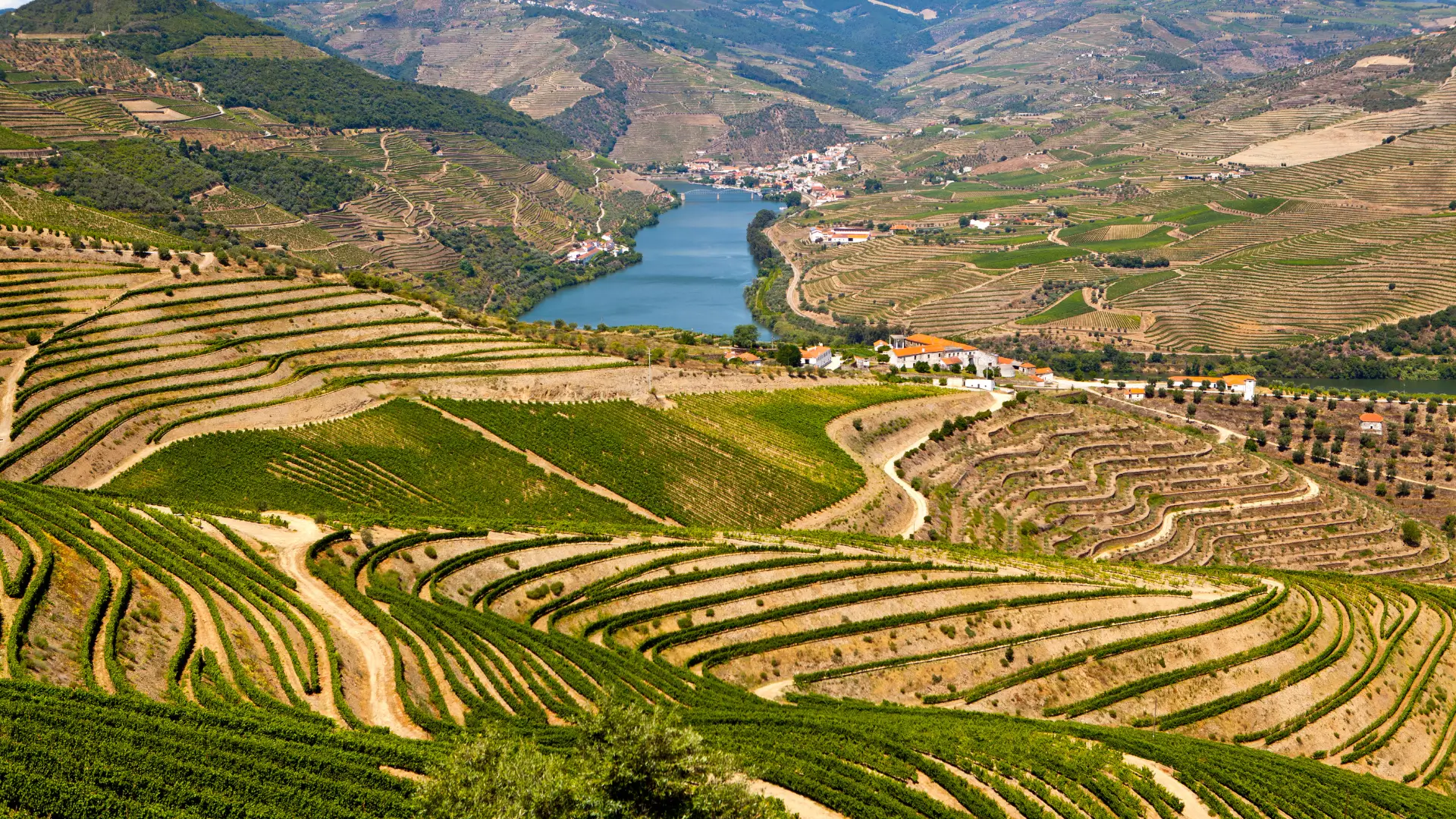 Terraced vineyards overlooking the Douro River in Portugal.