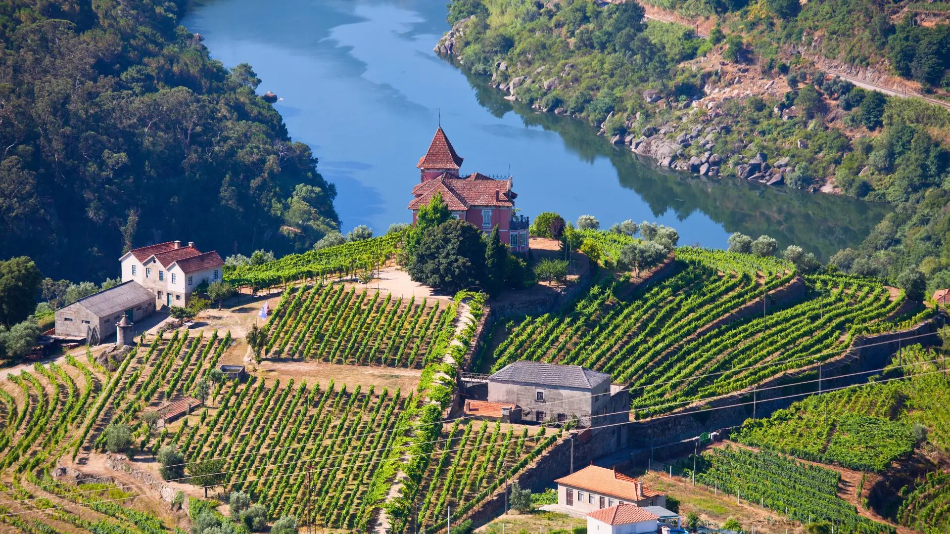 Terraced vineyards overlooking the Douro River in Portugal