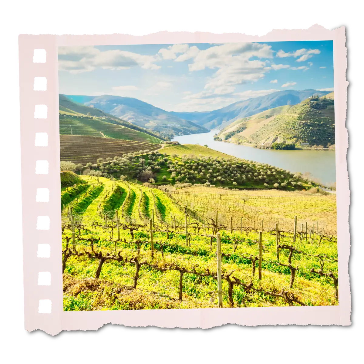 Terraced vineyards overlooking the Douro River in northern Portug