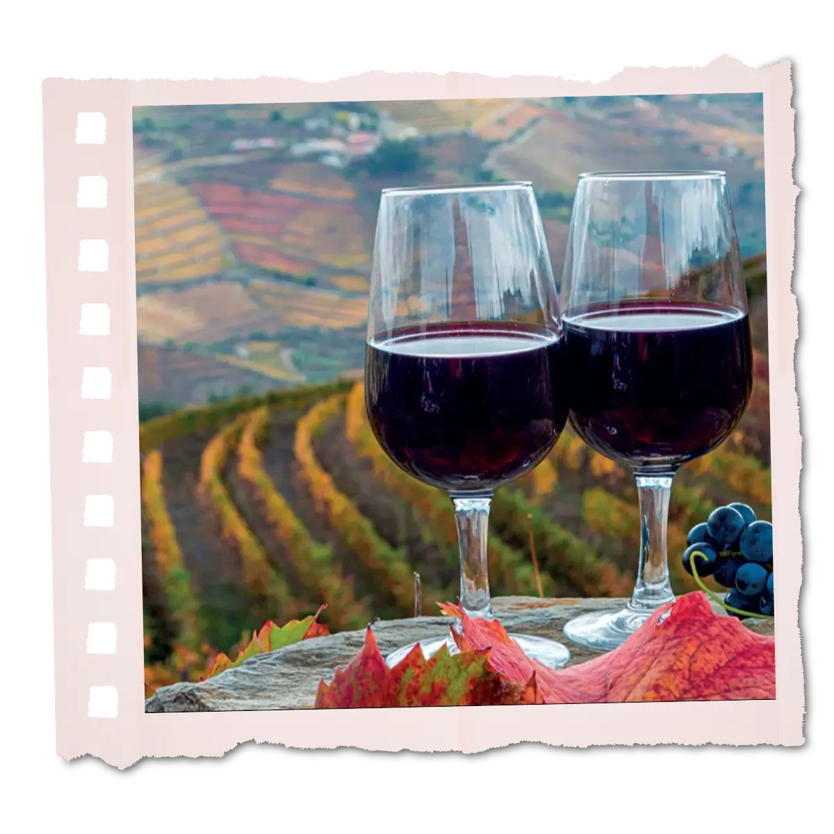 Two glasses of red wine overlooking terraced vineyards in the Douro Valley.