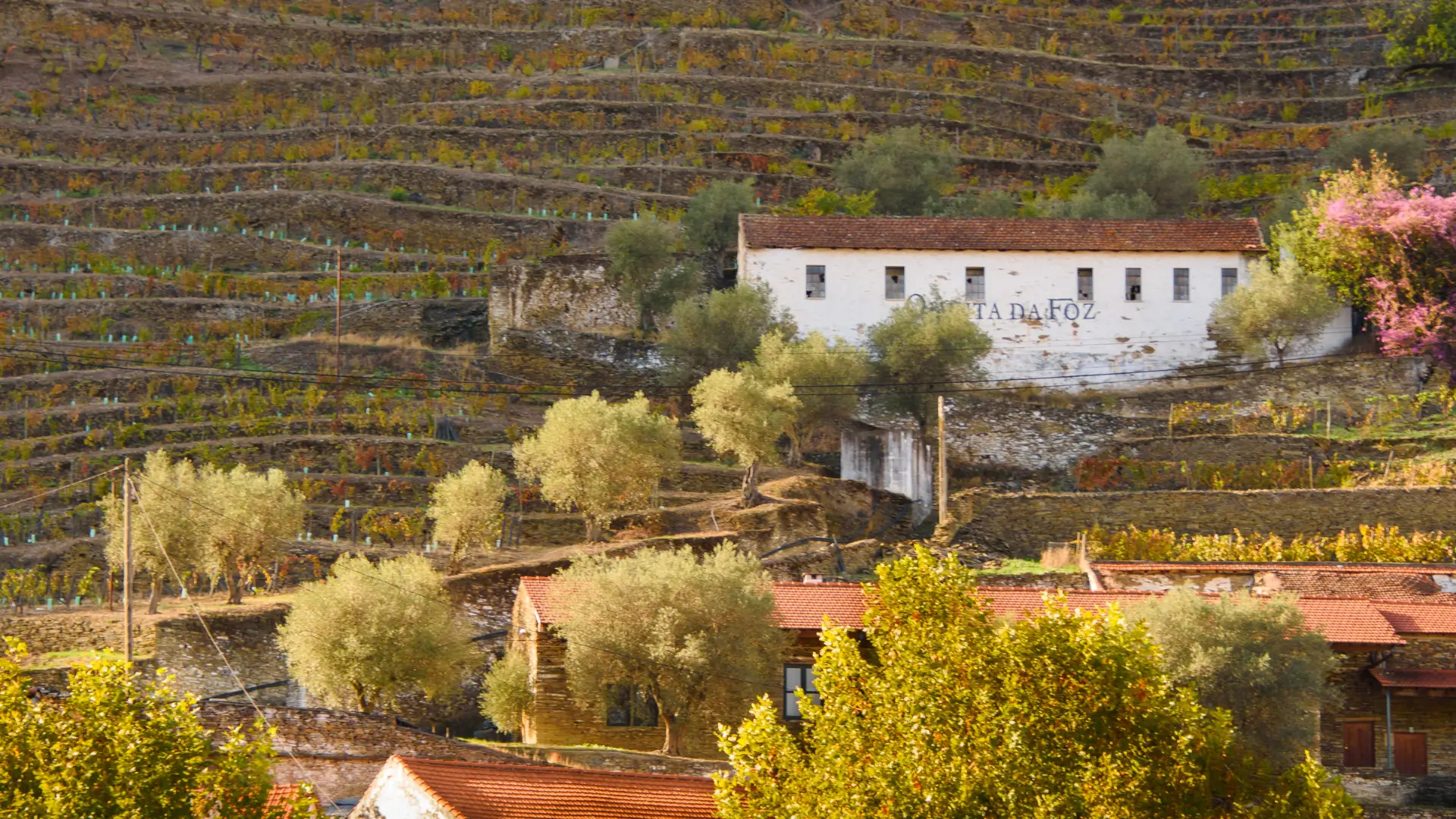Quinta surrounded by terraced vineyards in Pinhão, Douro Valley.