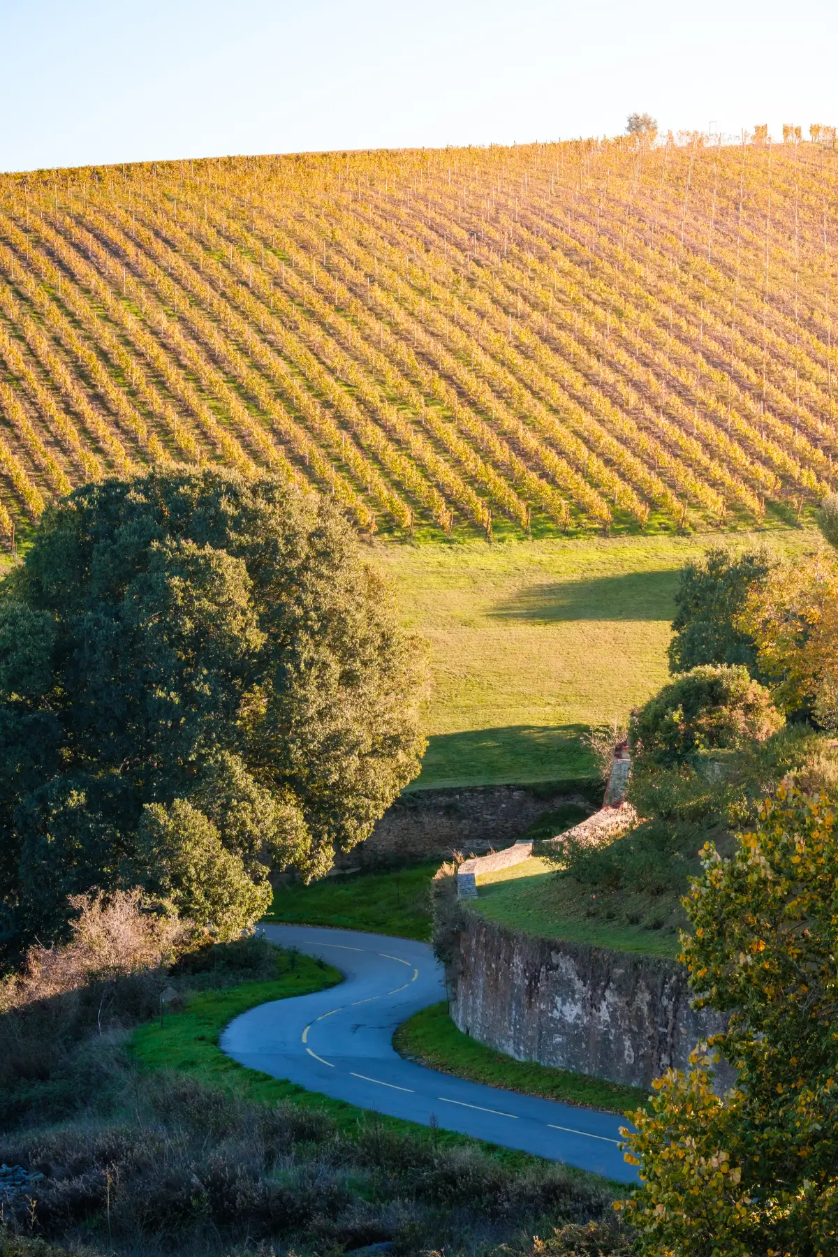 Winding road passing below rows of hillside vineyards in the Douro region.